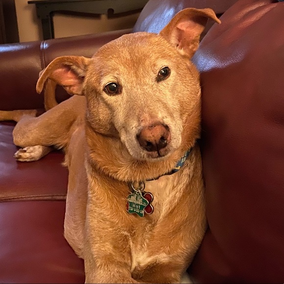 Meet your Posher, Stephanie - Picture 1 of 1